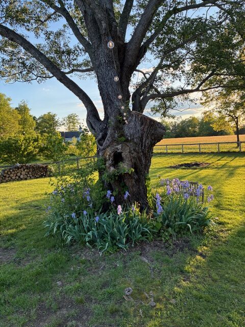 Sunlit tree in a grassy field